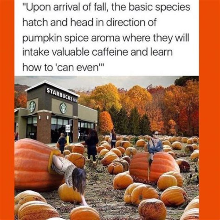 #Basic Pumpkin Spice Memes to Send to Your Friends and Family