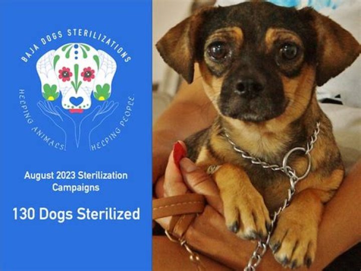 How Much Does It Cost to Sterilize a Dog?