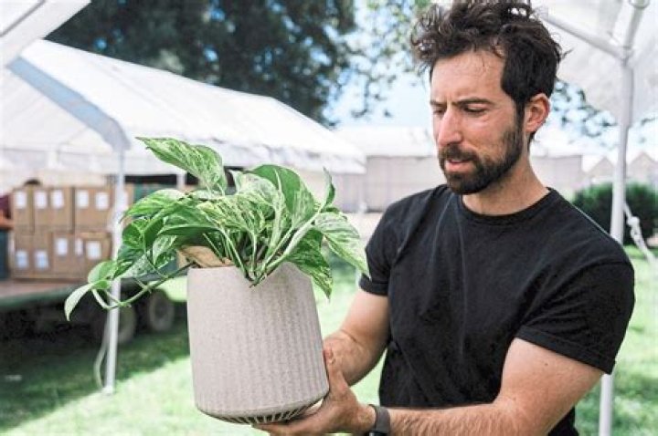 Meet Neo Px: the super plant that attacks air pollution