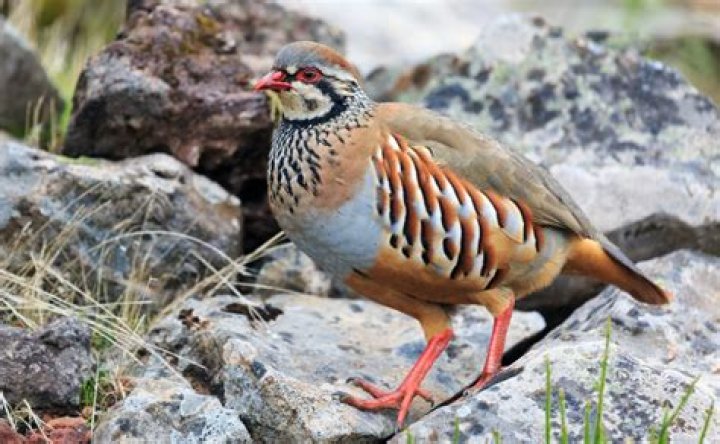 What is Millie Partridge’s Age? Biography, Wiki, Net Worth, Parents & Facts